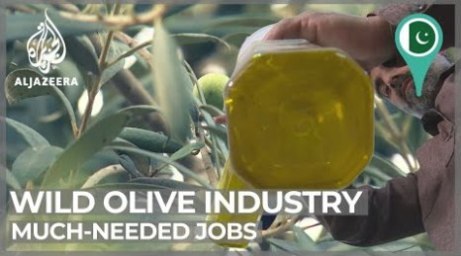 Pakistan's growing olive oil industry brings much-needed jobs - Al-Jazeera Tv report