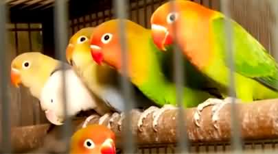 Parrot Owners Beware: Registration Or Legal Action Under Wildlife Rules - 7 Years Imprisonment
