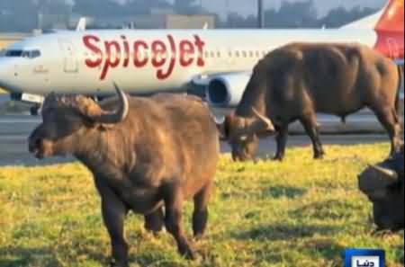 Passenger Plane Collides with Buffalo At Indian Airport, Buffalo Died, Plane Damaged