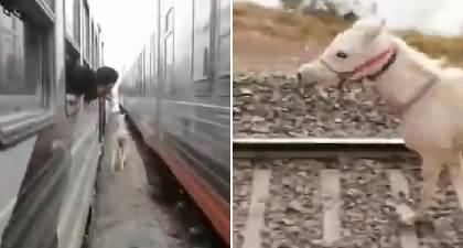 Passengers horrified after watching runaway horse between two trains in Egypt