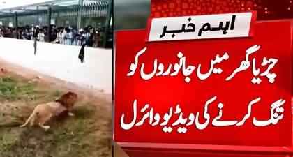 Peshawar Ke Chirya Ghar Main Mancholon Ki Janwaron Ko Tang Karny Ki Video Viral
