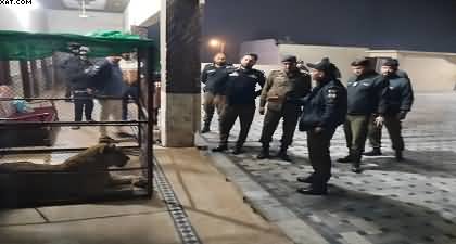 Pet lioness attack leaves minor girl injured in Lahore, 11 illegally kept lions recovered from Nawan Kot