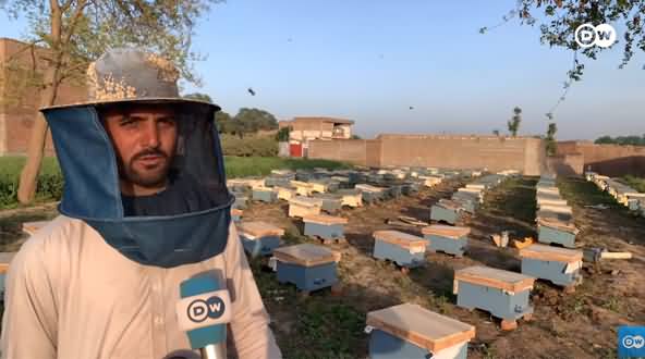 Profitable Business of Honey Farming in Pakistan