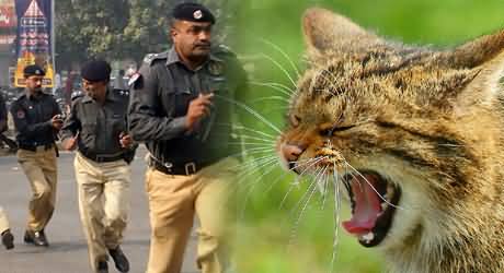 Punjab Police Successful Operation Against the the Killer Cat, Who Murdered Nawaz Sharif's Peacock