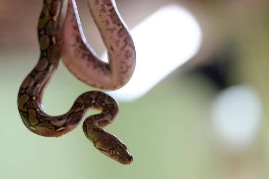 Python Snake Bites 65-Year Old Man When He Was Sitting In His Toilet