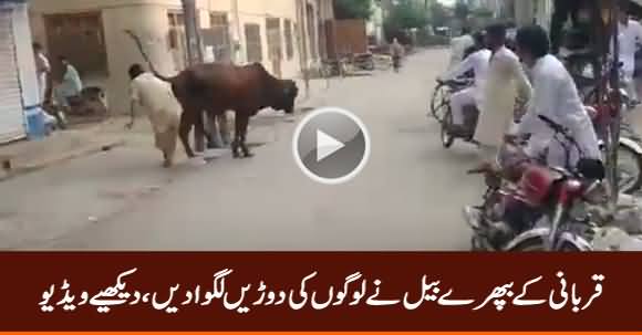 Qurbani Ke Bail Ne Logon Ki Daurein Lagwa Dein