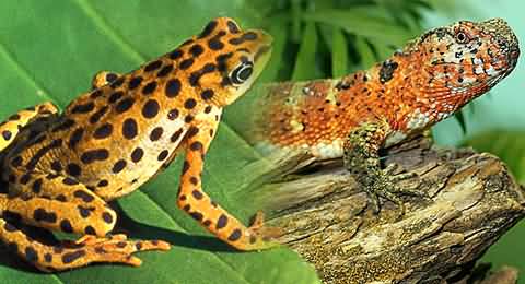 Rare Lizards, Frogs and Scorpions of Million of Rupees in Punjab and Sindh