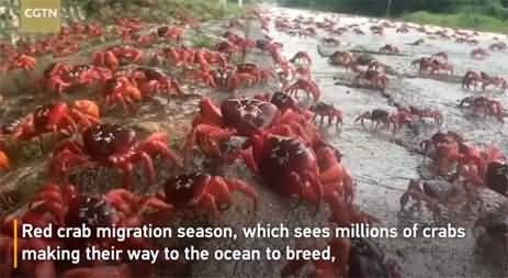 Red crabs begin migration march on Australia's Christmas Island