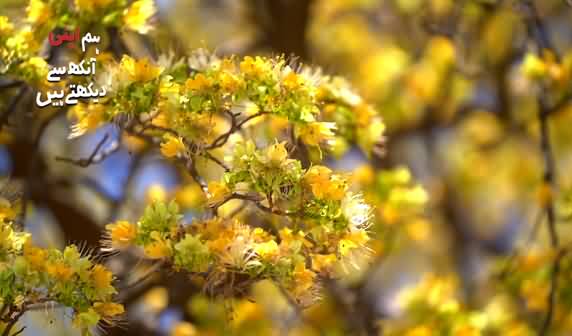 Sacred Barna: The Temple Tree | Natural Beauty of Pakistan