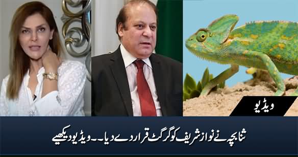 Sana Buch Calls Nawaz Sharif 