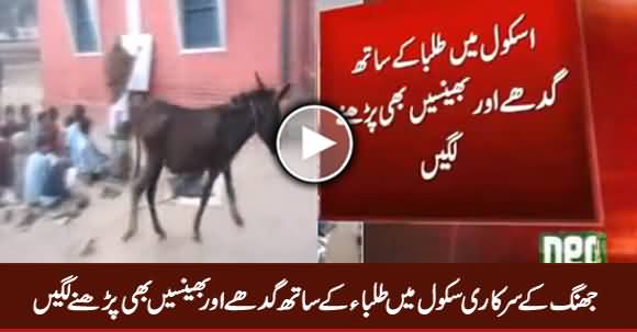 School of Jhang Where Children Getting Education With Donkeys And Buffalos