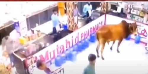 See What Happened When A Bull Entered In A Medical Store in Faisalabad