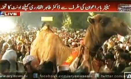 Senator Babar Awan Presents A Sacrificial Camel To Dr. Tahir ul Qadri As Gift