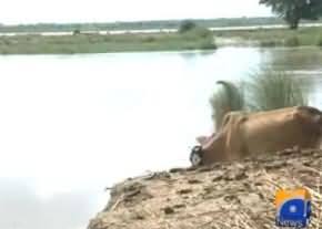 Serious Flood Situation in Sindh: High Level of Flood in Sukkur Barrage and Kotri Barrage