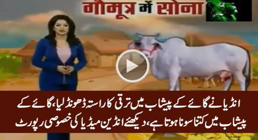 Shining India: Gold Can Be Extracted From Cow's Piss - Indian Media Claims