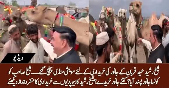 Sheikh Rasheed Reaches Cattle Market to Buy Sacrificial Animals For Eid