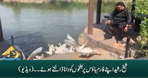 Sheikh Rasheed Feeding The Ducks on His Farm House