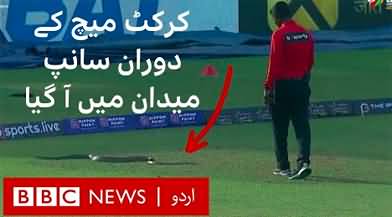 Snake invades Sri Lanka cricket match in Colombo