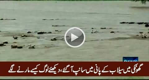 Snakes Floating In Ghotki Flood, Watch How People Trying to Kill Them