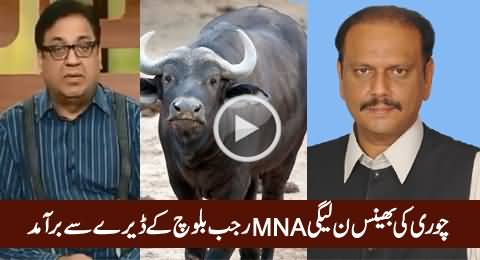 Stolen Buffalo Recovered From The Premises of PMLN MNA Rajab Baloch, Tandlianwala