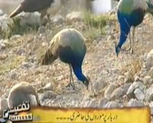 Tafteesh (Janwaron Kar Rohaniyat Mein Kirdar) - 24th March 2014