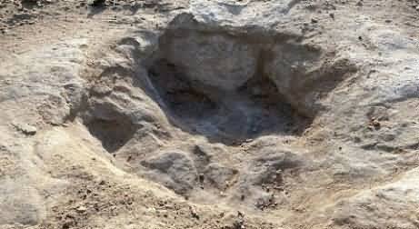 Texas drought reveals dinosaur tracks from 113 million years ago in parched Paluxy River