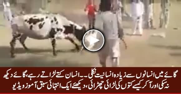 This Cow Has More Humanity Than Many Of Us, Unbelievable Video