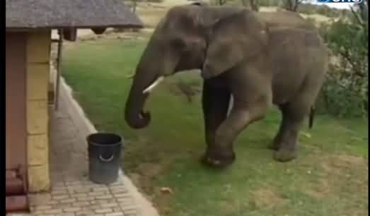 This Elephant Is More Intelligent Than Many of Us, Putting Garbage in Dustbin