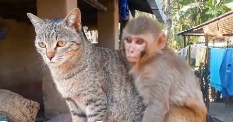 Animals love: This cute baby monkey is obsessed with her cat