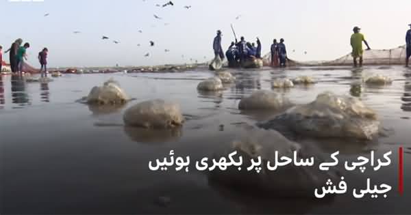 Thousands of Jelly Fish Scattered Across Pakistan's Coasts