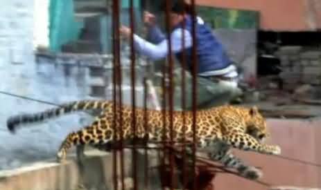 Tiger Enters in the Meerut City of India and Injures 6 Persons, Police Fails To Catch the Tiger