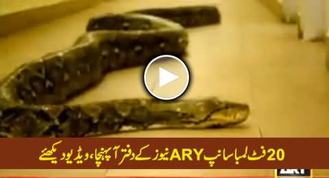 Twenty Feet Long Python Reached ARY News Office, Must Watch