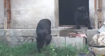 Two rare black jaguars brought in Lahore's Safari Park