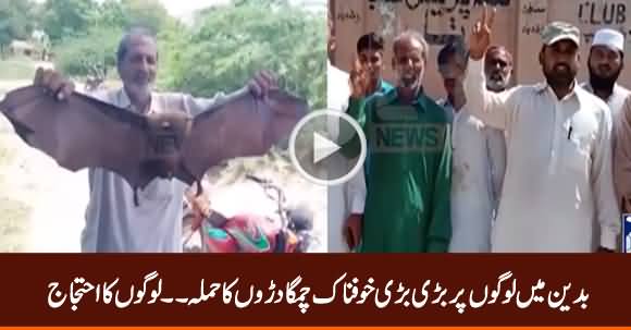 Unbelievably Big Wild Bats Attack People in Badin