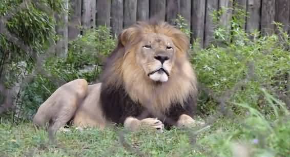 United States: Preparations to Vaccinate Animals at the Zoo