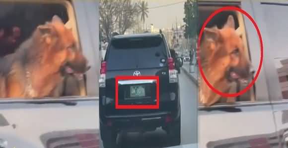 Video Goes Viral Of A Dog In Governor House Car In Karachi