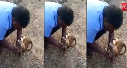 Video from India: Man performs CPR on a monkey, saves its life