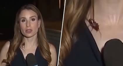 Video: Unfazed reporter finishes report despite cockroach crawles across her chest