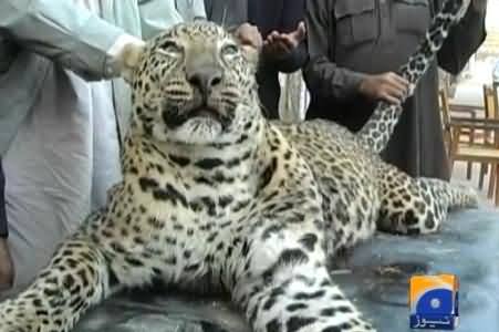 Villagers of Shikarpur Killed the Leopard that Came Into the City