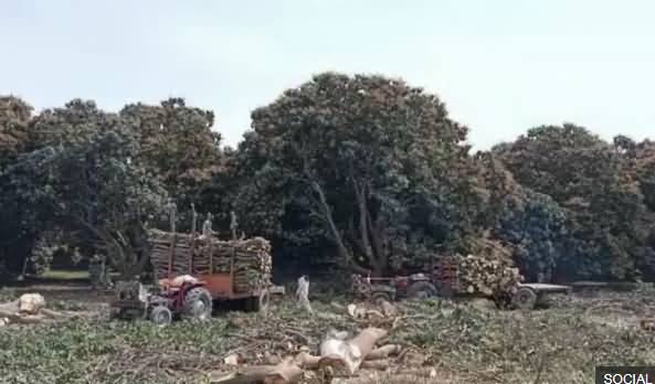 Viral Story of Mango Trees' Destruction In Multan? What Is Real Story? BBC Urdu's Report