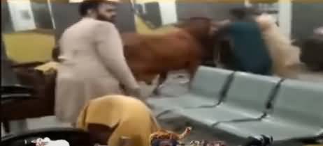 Viral Video - See What Happened After A Bull Entered In A Saloon?
