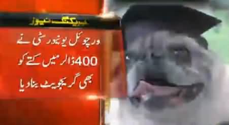 Virtual University Issued MBA Degree To A Dog in Pakistan, Really Surprising