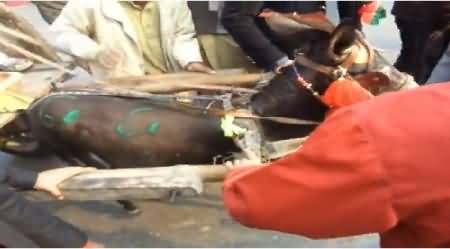 Watch A Donkey Participating in PTI's Go Nawaz Go Rally in Lahore