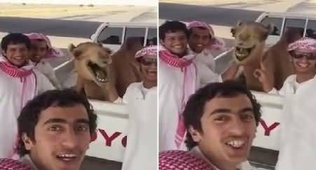 Watch Camel Laughing Like Human Beings While Taking Selfie, Really Interesting
