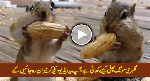 Watch How Squirrels Eat Peanuts, Really Amazing and Interesting Video