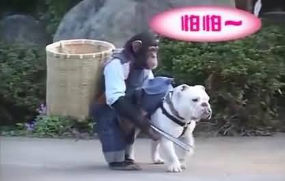 Watch Really Funny Video of A Naughty Monkey And A Dog, Must Watch