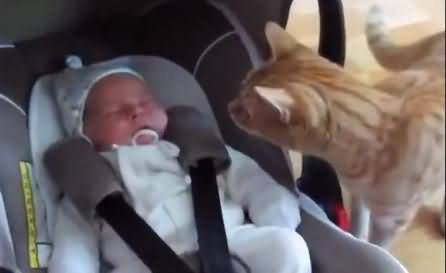 Watch The Reaction of Cat When She Meets The Baby For The First Time