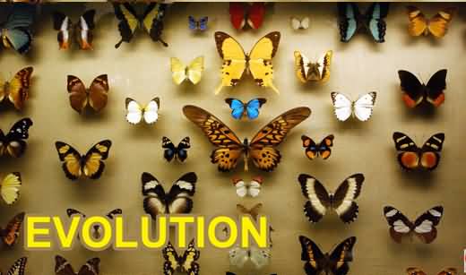 What Is Theory of Evolution? How Different Species Evolved? Explained in Detail