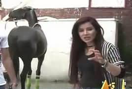 What’s Up Rabi (How Is Polo Game Played?) – 24th March 2018
