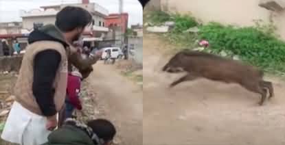 Wild beasts create panic outside passport office in Jhelum